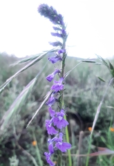 Lobelia fenestralis