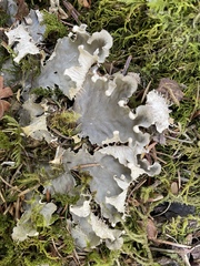 Peltigera membranacea