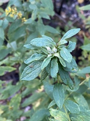 Procecidochares atra