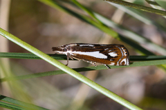 Crambus alienellus