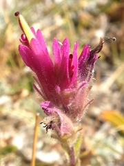 Castilleja lemmonii