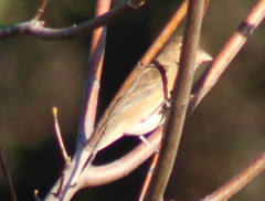 Passerina cyanea