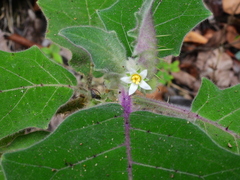 Solanum lasiocarpum