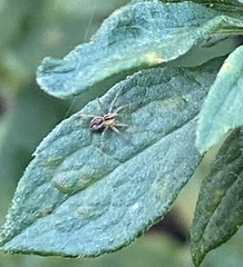 Oxyopes salticus