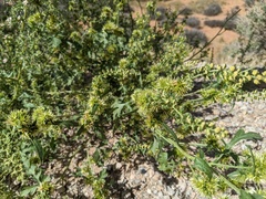 Ambrosia acanthicarpa
