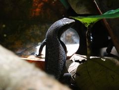 Eutropis rudis
