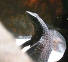 Eutropis rudis