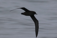 Ardenna tenuirostris