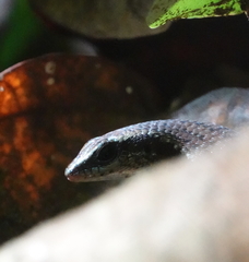 Eutropis rudis