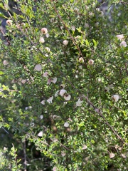 Cryptandra tomentosa