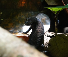 Eutropis rudis