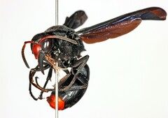 Synagris spiniventris