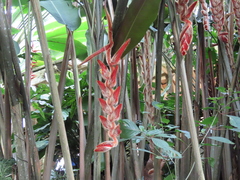Heliconia vellerigera