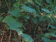 Rubus reflexus