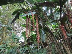 Heliconia vellerigera