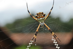 Argiope argentata
