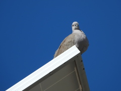 Streptopelia decaocto