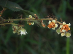 Rubus reflexus
