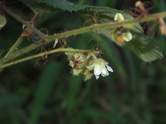 Rubus reflexus