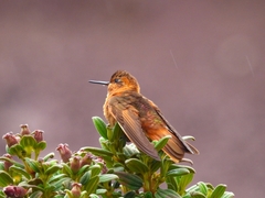 Aglaeactis cupripennis