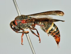 Subancistrocerus