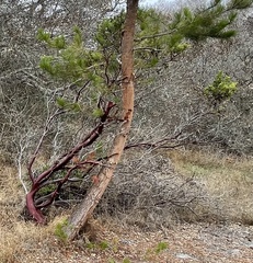 Arctostaphylos montereyensis