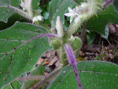 Solanum lasiocarpum