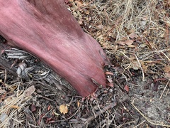 Arctostaphylos montereyensis