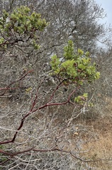 Arctostaphylos montereyensis