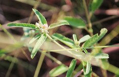 Croton glandulosus