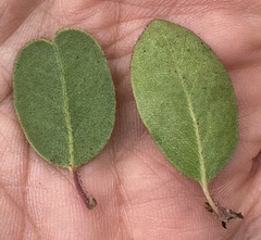 Arctostaphylos montereyensis