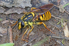 Sphecomyia vittata