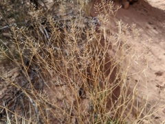 Lepidium montanum