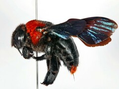 Xylocopa flavorufa