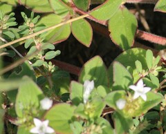 Richardia brasiliensis