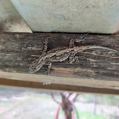 Urosaurus bicarinatus