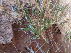 Lepidium montanum