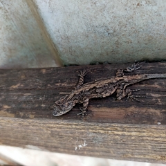 Urosaurus bicarinatus