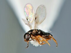 Chrysidoidea