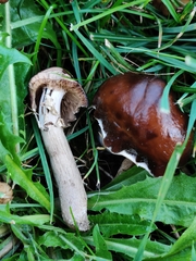 Cyclocybe erebia