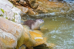 Lontra longicaudis