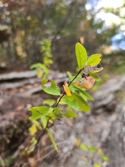 Phyllanthopsis phyllanthoides