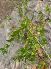 Phyllanthopsis phyllanthoides