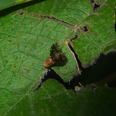 Homoneura trypetoptera