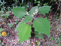 Solanum lasiocarpum