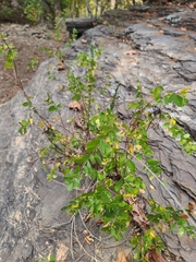 Phyllanthopsis phyllanthoides