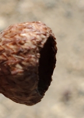 Quercus wislizeni frutescens