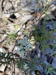 Pimelea humilis