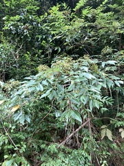 Tetradium glabrifolium