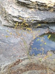 Phyllanthopsis phyllanthoides